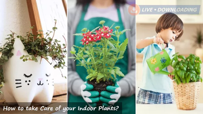 How to take Care of your Indoor Plants?