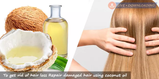 To get rid of hair loss Repair damaged hair using coconut oil